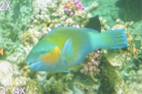 Chlorurus sordidus