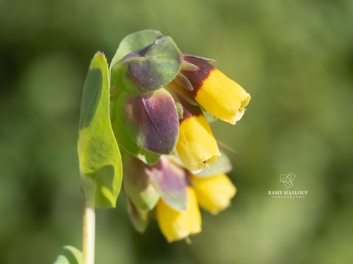 Greater honeywort