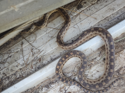 iNaturalist observation photo of Gopher Snake