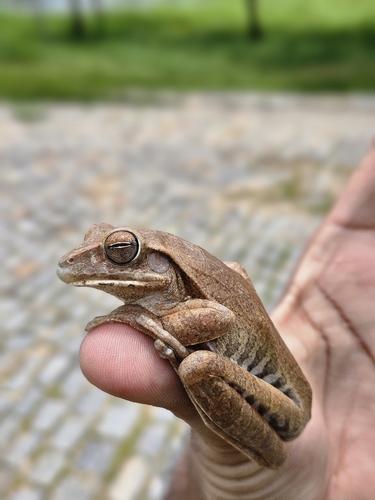 Chaco Tree Frog