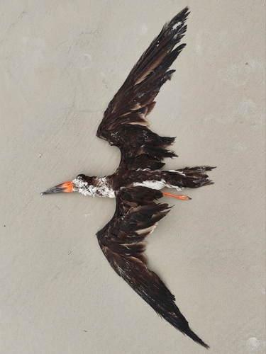Black Skimmer