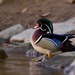 Wood Duck from Valley Green Rd, Philadelphia, PA 19118, USA on March 14, 2026 at 05:53 AM by Tom_Reichner