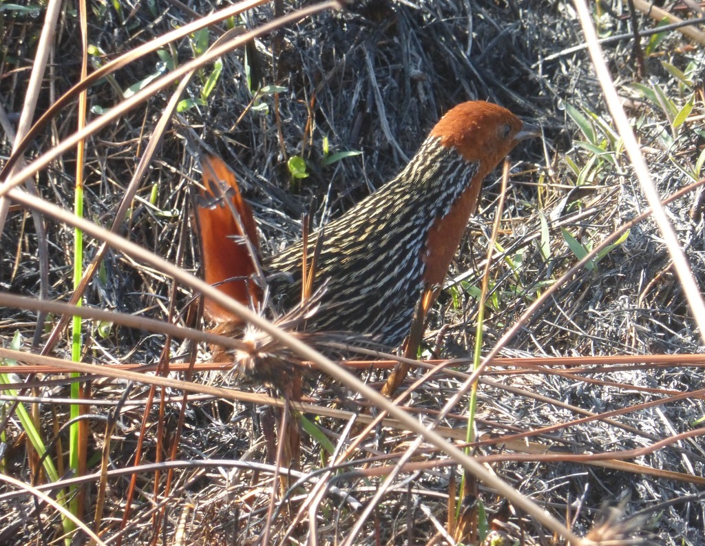 Madagascar Flufftail photo