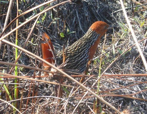 Madagascar Flufftail