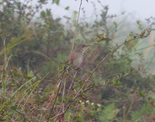 Gray EmuTail (Bradypterus seebohmi) · iNaturalist