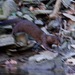 American Mink from Valley Green Rd, Philadelphia, PA 19118, USA on March 14, 2026 at 04:43 AM by Tom_Reichner
