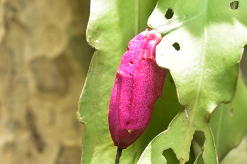 Epiphyllum phyllanthus