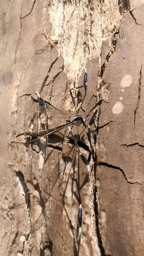 Unknown species found near Farragut, TN, USA