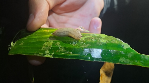 Meghimatium pictum