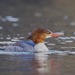 Common Merganser from Valley Green Rd, Philadelphia, PA 19118, USA on March 14, 2026 at 05:36 AM by Tom_Reichner
