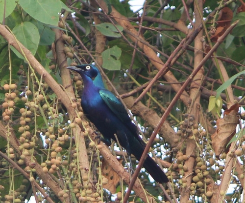 Splendid Starling