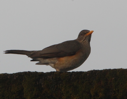 African Thrush