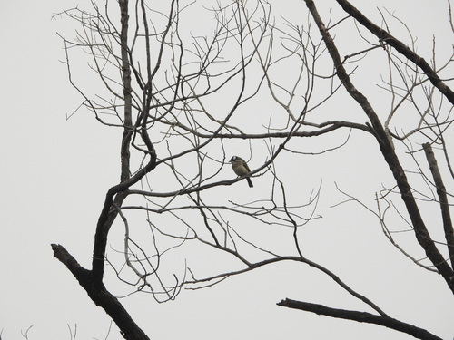 Light-vented Bulbul