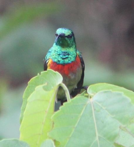 Olive-bellied Sunbird