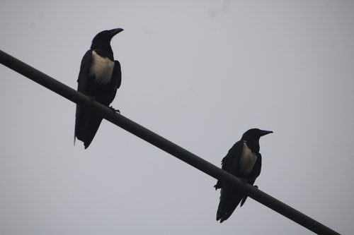 Pied Crow