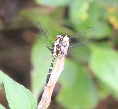 Bold Skimmer