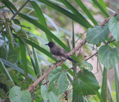 Common Bulbul