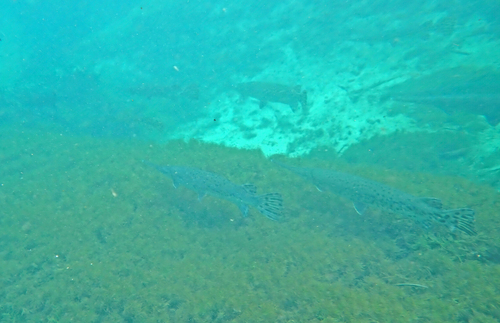 Lepisosteus osseus