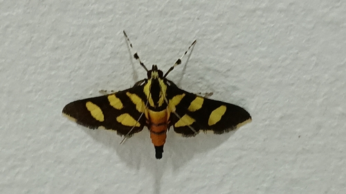 Orange-spotted Flower Moth