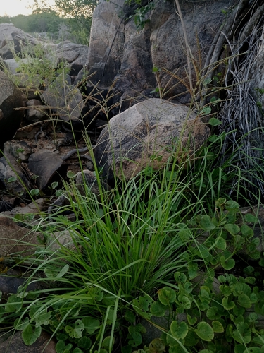 Paspalum ligulare