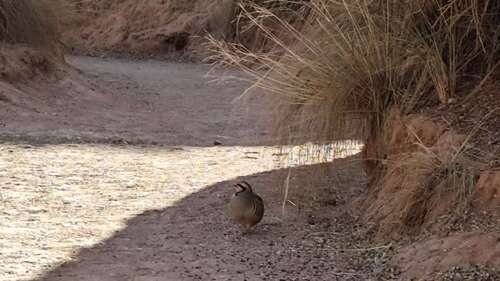 Chukar