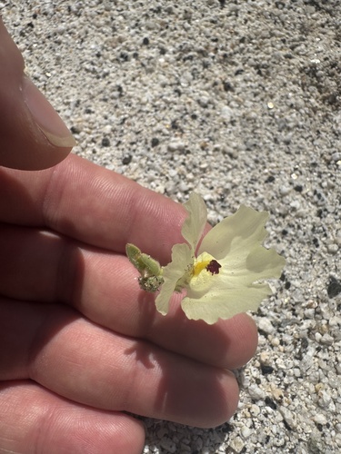Ghost Flower