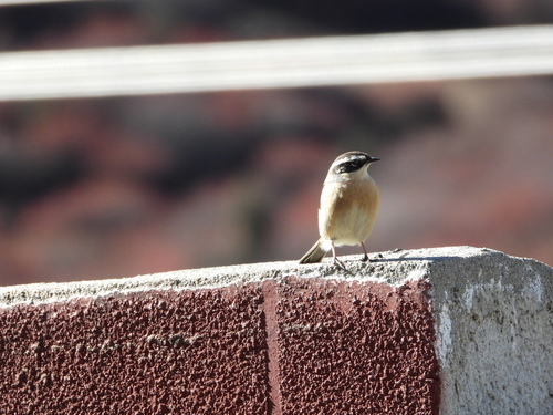 Brown Accentor