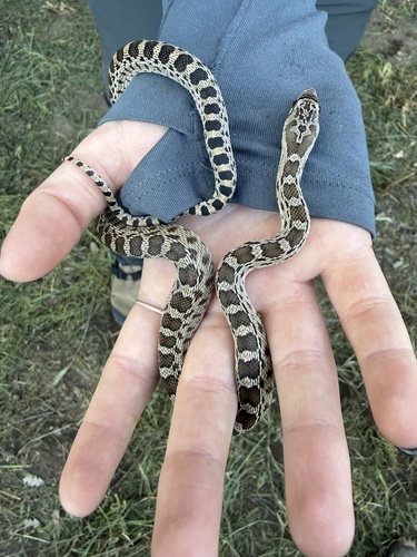 iNaturalist observation photo of Gopher Snake