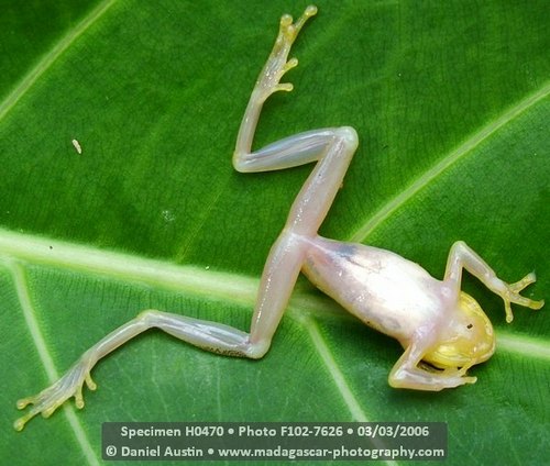 Andasibe Reed Frog