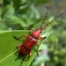 紅豔天牛 - Photo 由 顏水蛭 所上傳的 (c) 顏水蛭，保留所有權利