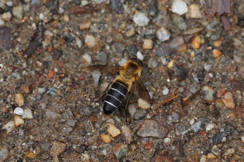 Himalayan Giant Honey Bee