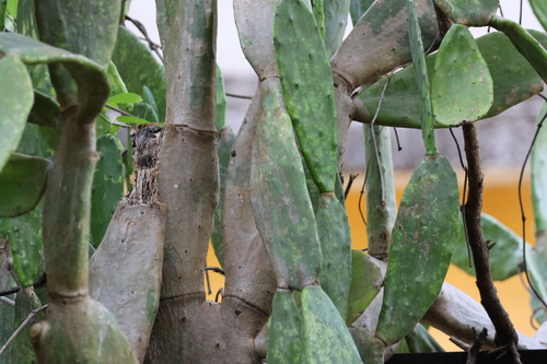 Cochineal Nopal Cactus (Opuntia cochenillifera)