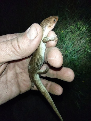 iNaturalist observation photo of Gilbert's Skink