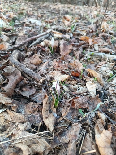 Reticulated Crocus