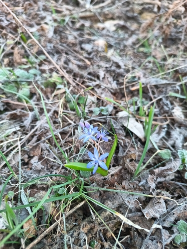 Alpine Squill