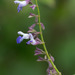 Salvia plurispicata - Photo (c) Anne, todos los derechos reservados