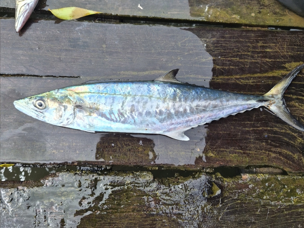 Spanish mackerel