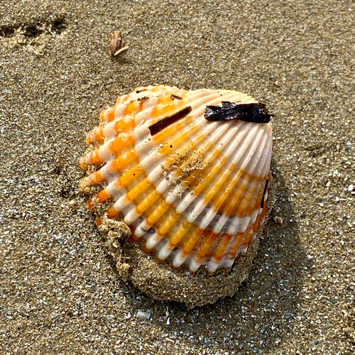 Acanthocardia tuberculata