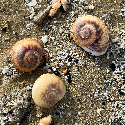 Tritia neritea