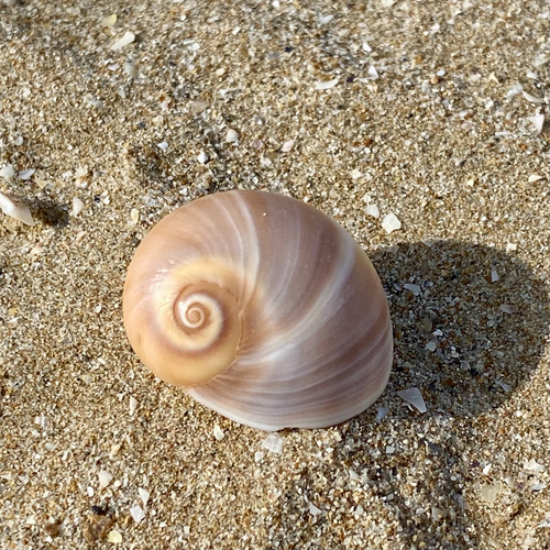 Neverita josephinia