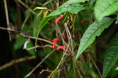 Aeschynanthus linearifolius