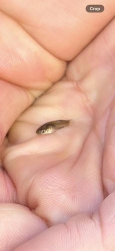 Gambusia holbrooki