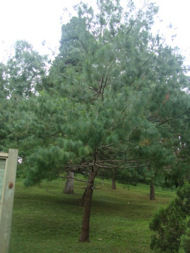 Chiapas white pine