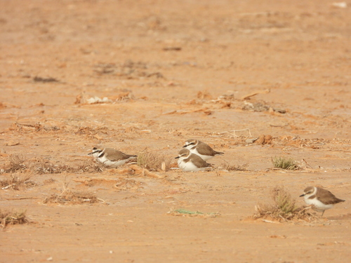 Kentish Plover