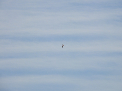 Long-legged Buzzard