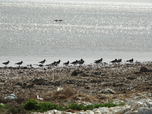 Eurasian Oystercatcher