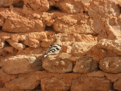 Common Hoopoe