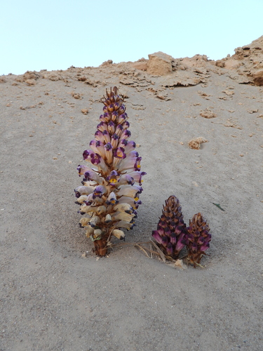 Cistanche violacea