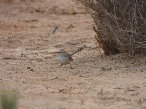 Scrub Warbler