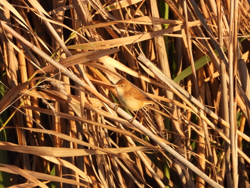 Common Reed Warbler